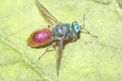 Réf. 315 979 : Chrysis pseudobrevitarsis